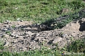 VBS_1 -  Plateau du Mont-Cenise, Grand Croix, Marmotte_-_0075 mt